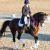 equitodressage